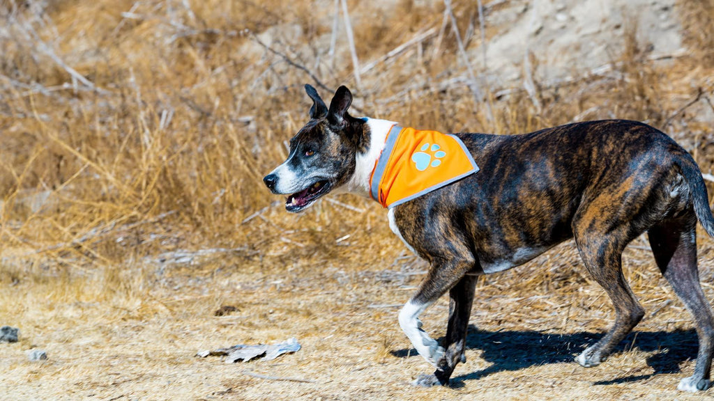 Reflective Dog Bandana Hi-Vis L Size 23 in Neck Orange