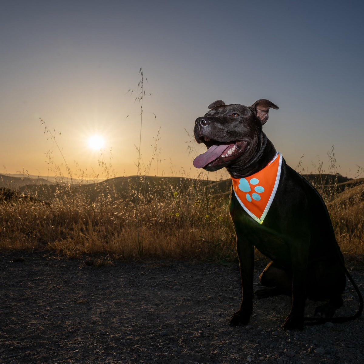 Reflective Dog Bandana Hi-Vis L Size 23 in Neck Orange