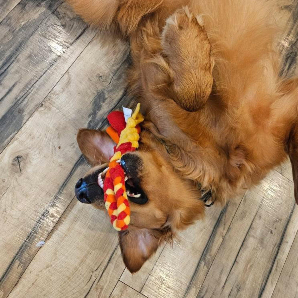 Interactive Tug & Treat-Dispenser Toy for Dogs Teething Relief Orange