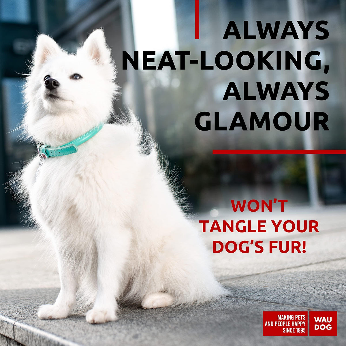 Ultra Soft Rolled Leather Dog Collar for Small Dogs Mint 8  10 inch Neck Soft