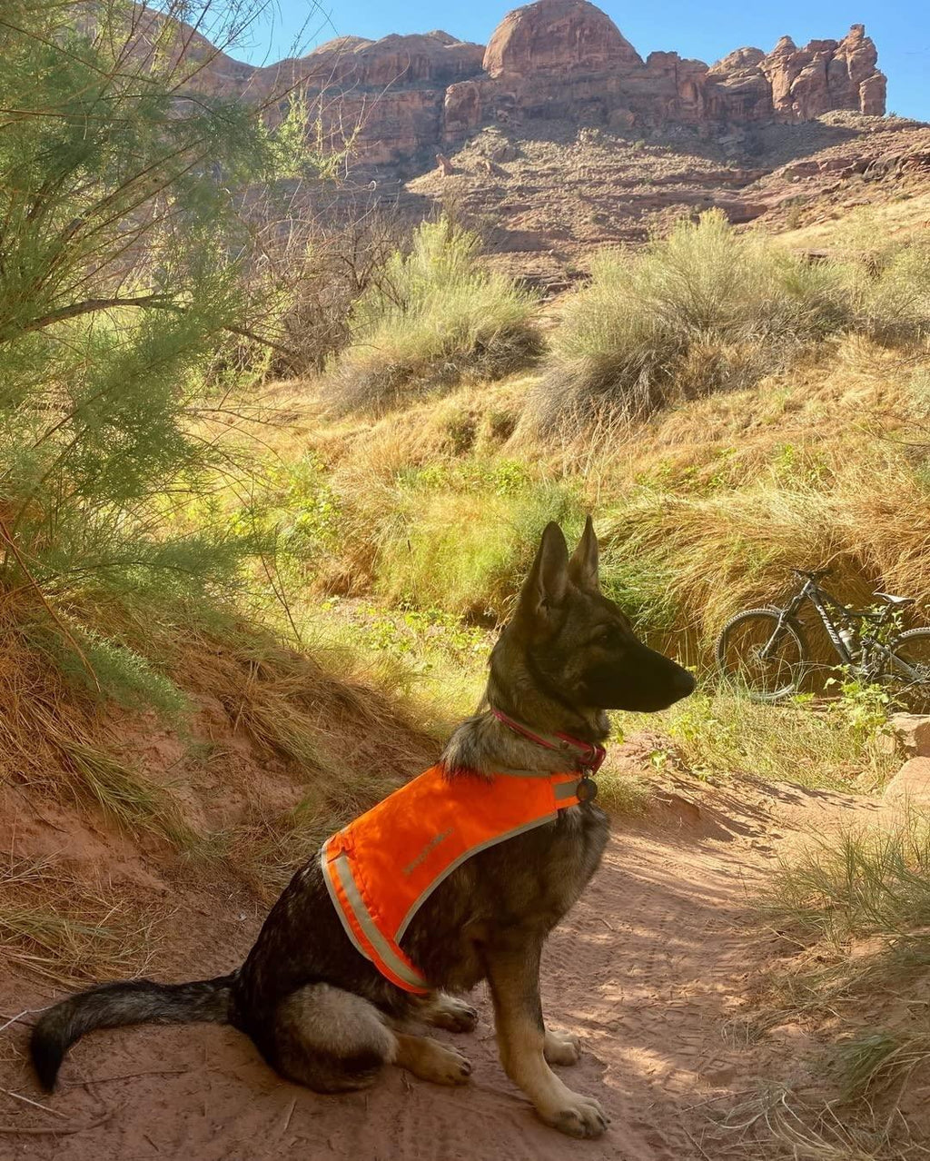 Lightweight Dog Vest Mid-Back Coverage 24 in Chest x 17 in Neck Orange