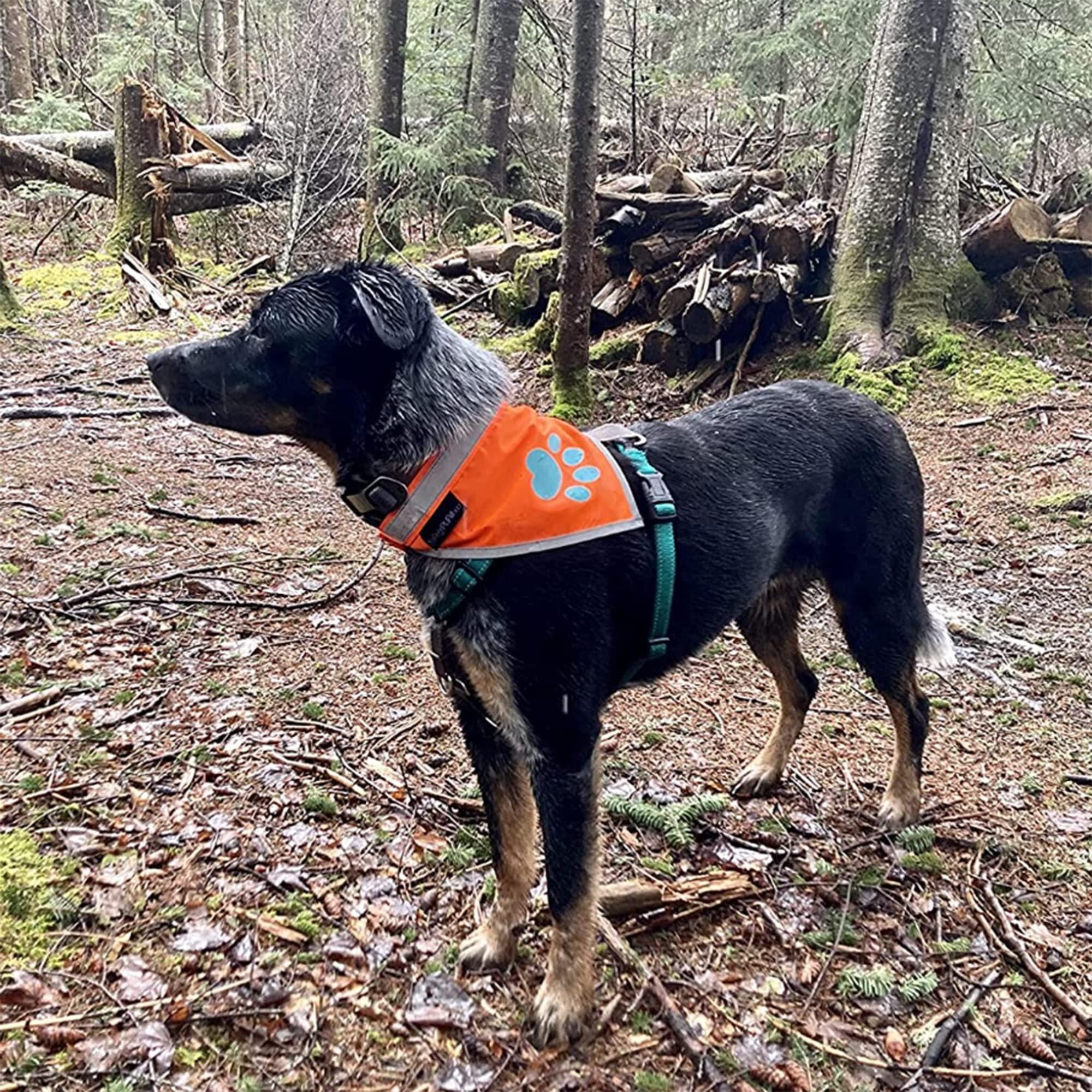 Reflective Dog Bandana Hi-Vis 24.5 in Chest x 22 in Neck Orange
