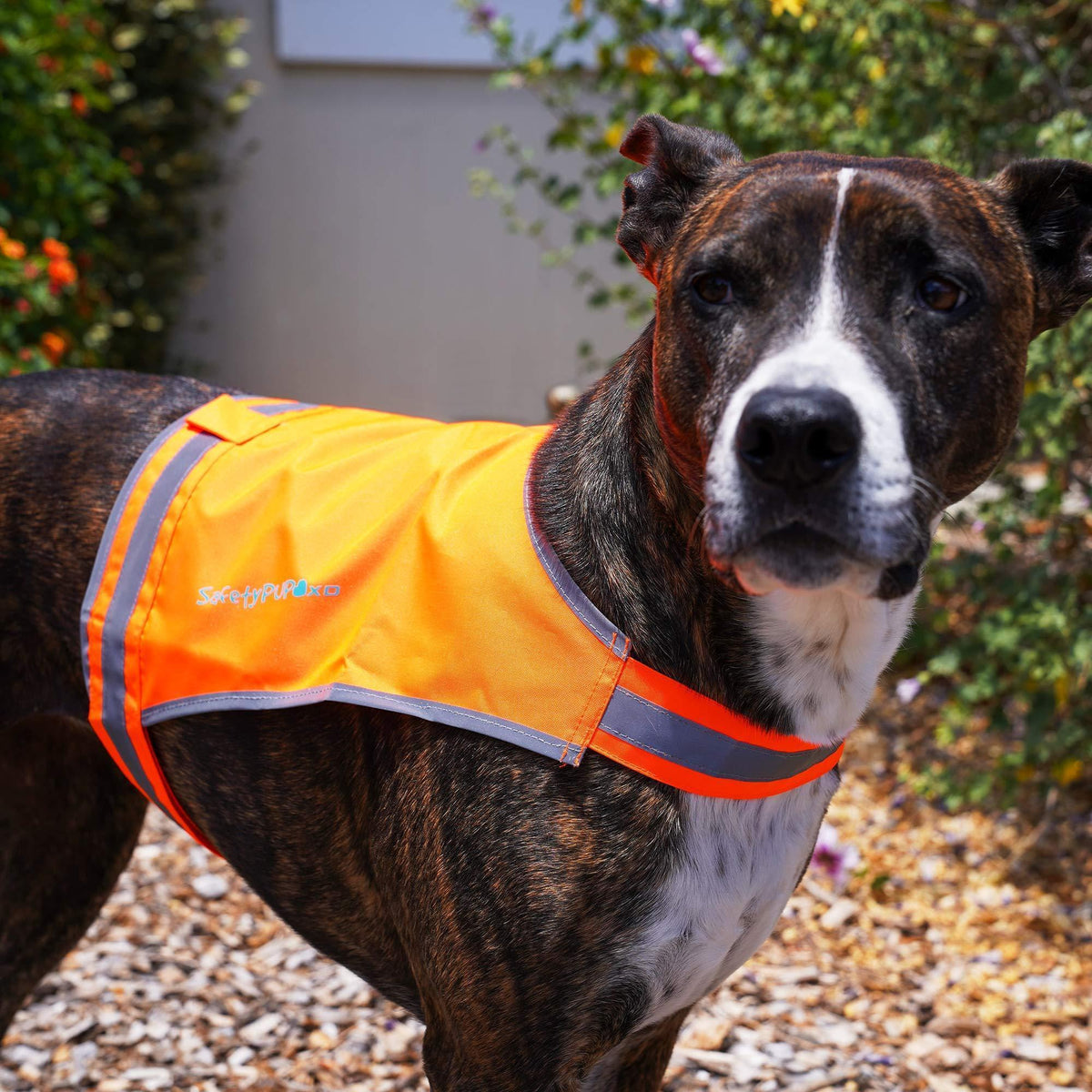 Lightweight Dog Vest M Size Mid-Back Coverage 26 in Chest x 21 in Neck