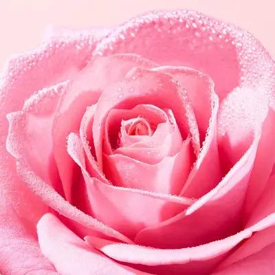 Nuxe Very Rose Gentle Face Scrub - Rose Water Exfoliator for Sensitive Skin - Natural Facial Peeling for Radiant Skin